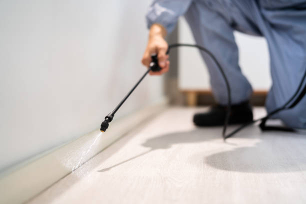 Licensed Ant Control service in Camden, AR - Nex Pest Control